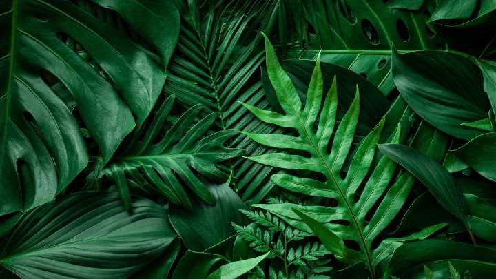 Feuillage tropical Martinique