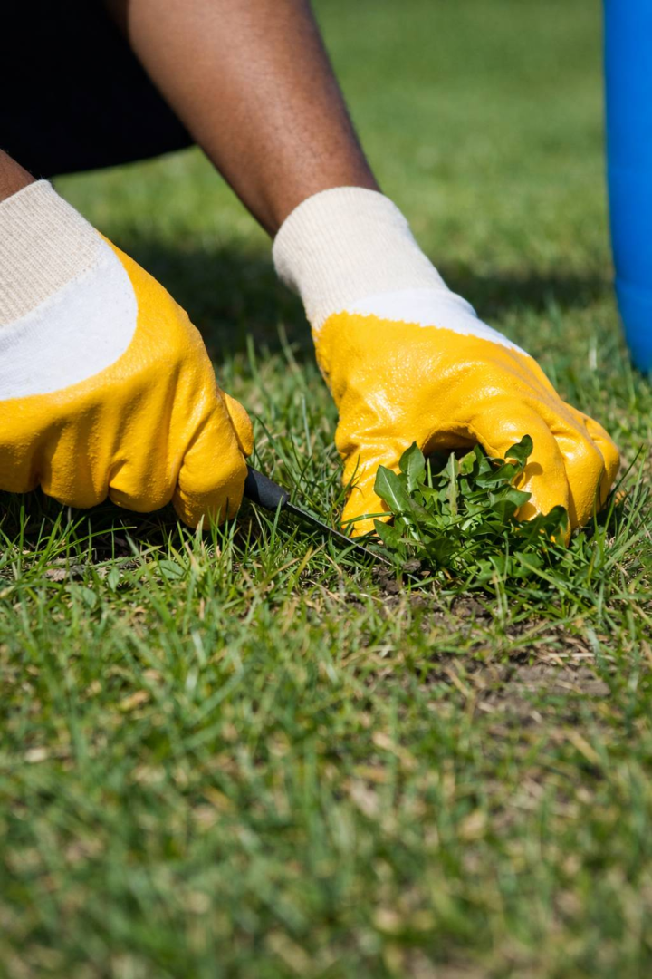 Désherbage Martinique