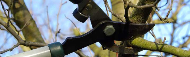 Taille arbre fruitier Martinique